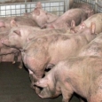 porci