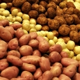 Legume