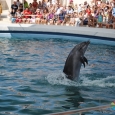 delfin