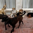ong uri pentru protectia animalelor