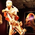 expozitie