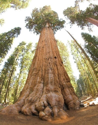 cel mai mare copac din lume