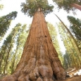 cel mai mare copac din lume