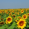 floarea soarelui