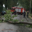 copaci cazuti