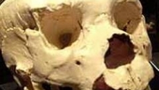 fosila de craniu vechi