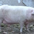 porcul soni
