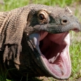 Komodo