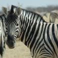 zebre