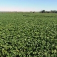 agricultura