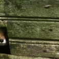 vulpita