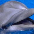 delfini