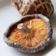 shiitake