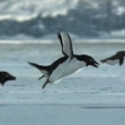 pinguini zburatori