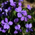 violete