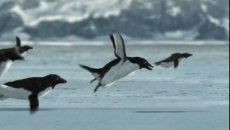 pinguini zburatori