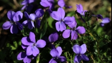 violete