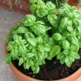 busuioc