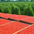 goji