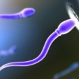 spermatozoizi