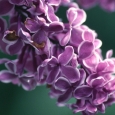 liliac
