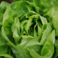 SALATA