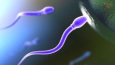 spermatozoizi