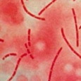 bacterii