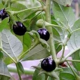 mătrăgună