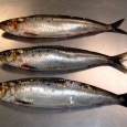 sardine vii