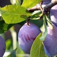 dieta cu prune