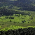 paduri