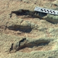 picior dinozaur