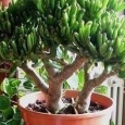 plante
