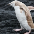 pinguin.blond