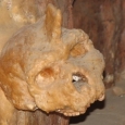 craniu