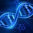 ADN