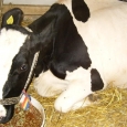 vaca