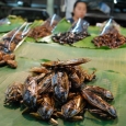 insecte