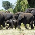 elefant