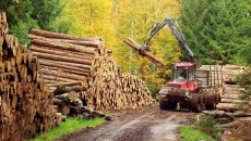 industria lemnului