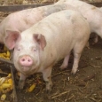 porci