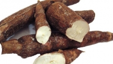 cassava