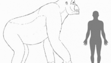 maimuta gigant
