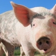 porci