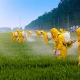 Pesticide