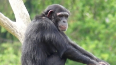 Cimpanzei