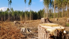 Terra a pierdut aproape 100 milioane de hectare de pădure în ultimii 20 de ani