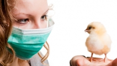 gripa aviara